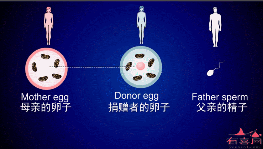 医院供卵试管代怀双胞胎_医院供卵试管代怀双胞胎：一次怀上两个宝宝