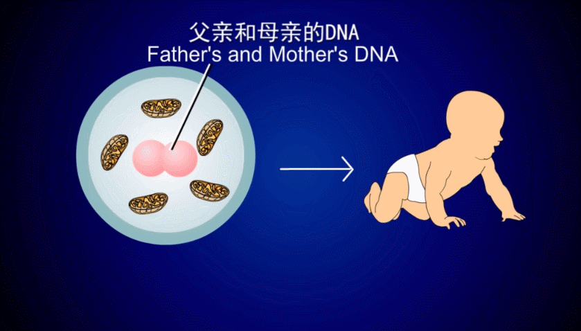 供卵试管代怀安全吗_供卵试管代怀安全吗？一探安全与风险